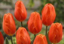 Выращивание и уход тюльпанов