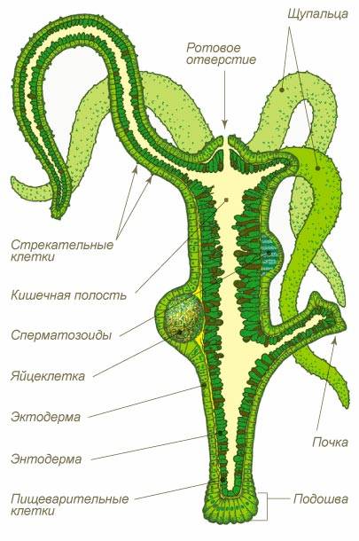 Кракен 12 сайт